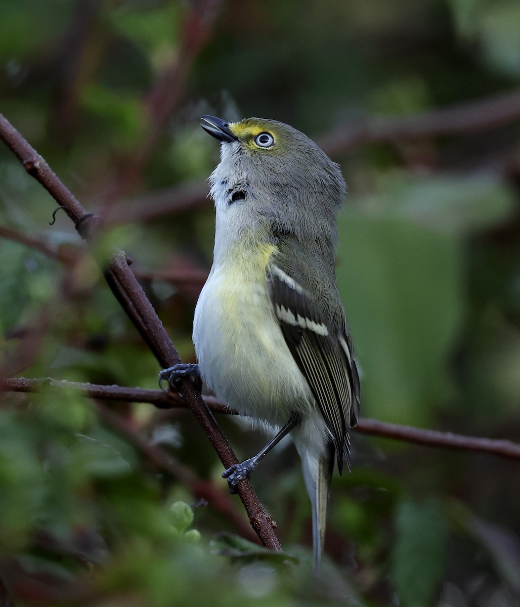 White-eyed Vireo - Hal and Kirsten Snyder