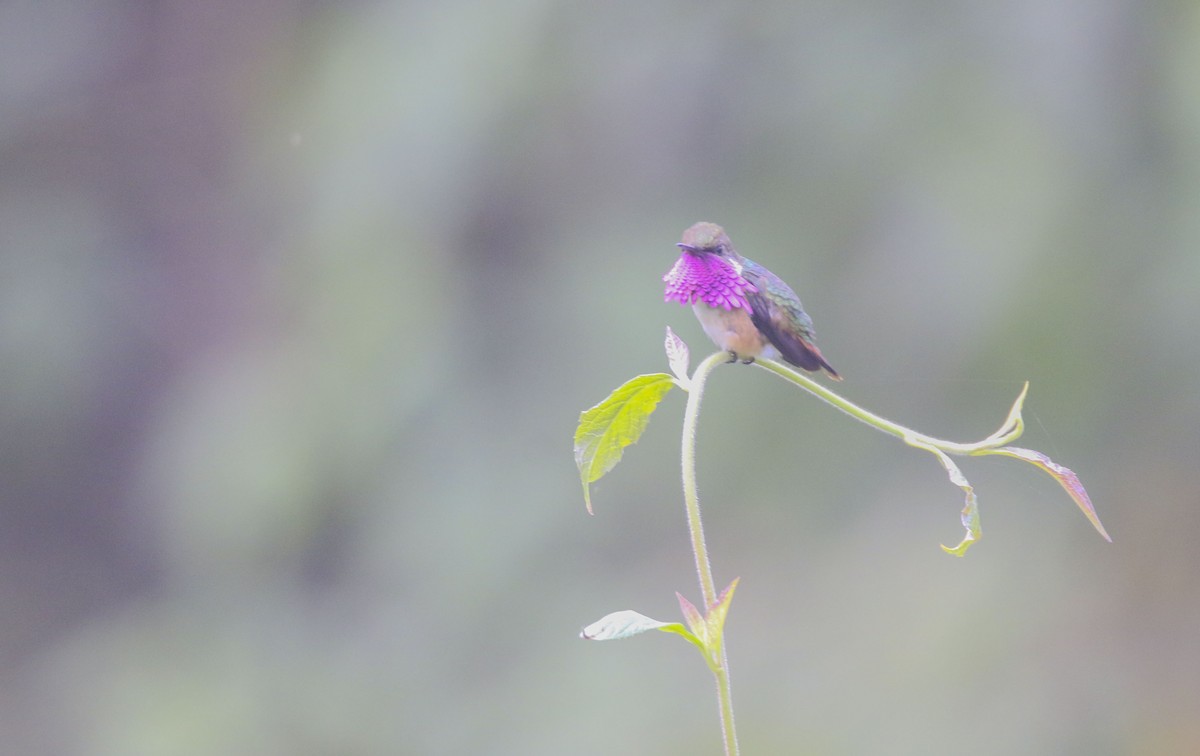 Wine-throated Hummingbird - Nathan Alblas
