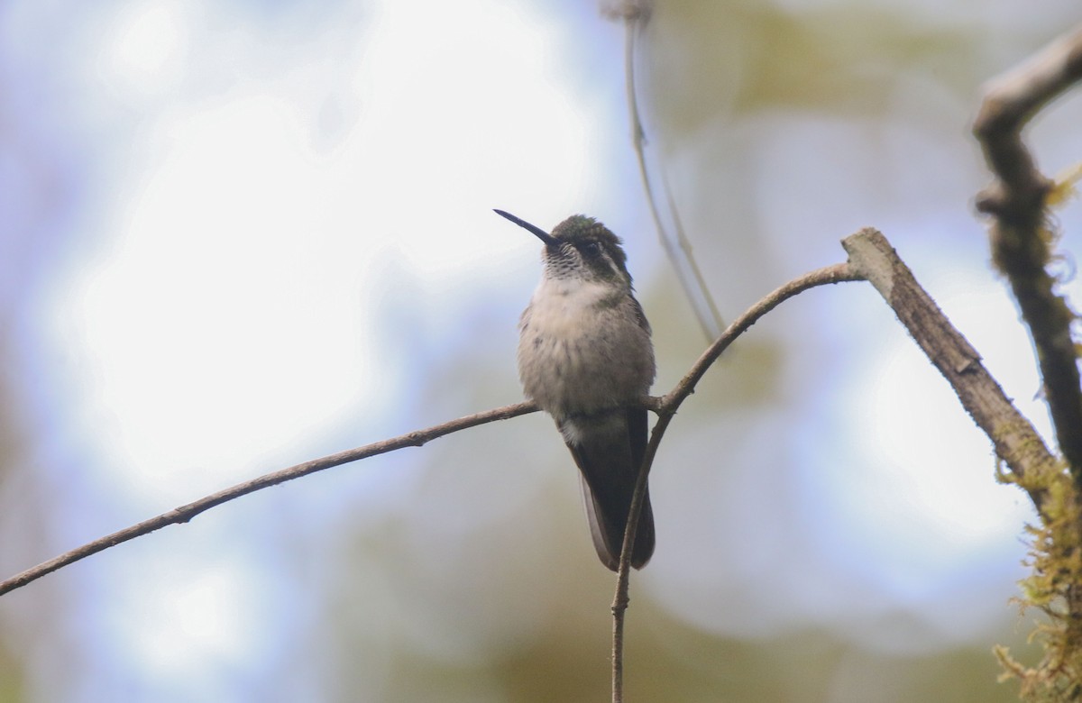 Green-throated Mountain-gem - ML616067735