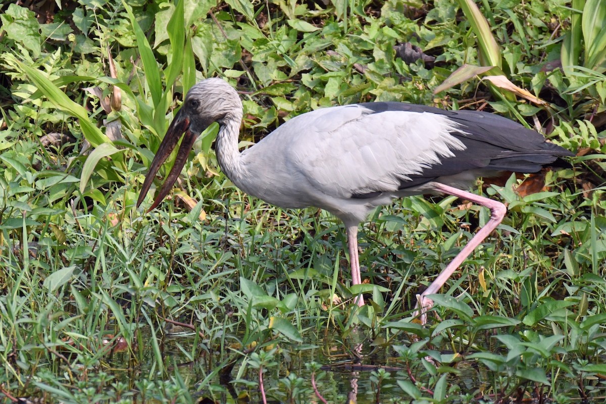 asiagapenebb - ML616067763