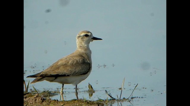 Caspian Plover - ML616067768