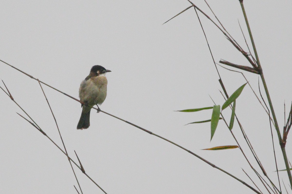 Light-vented Bulbul - ML616067772