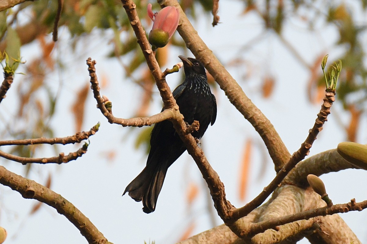 hårdrongo - ML616067783