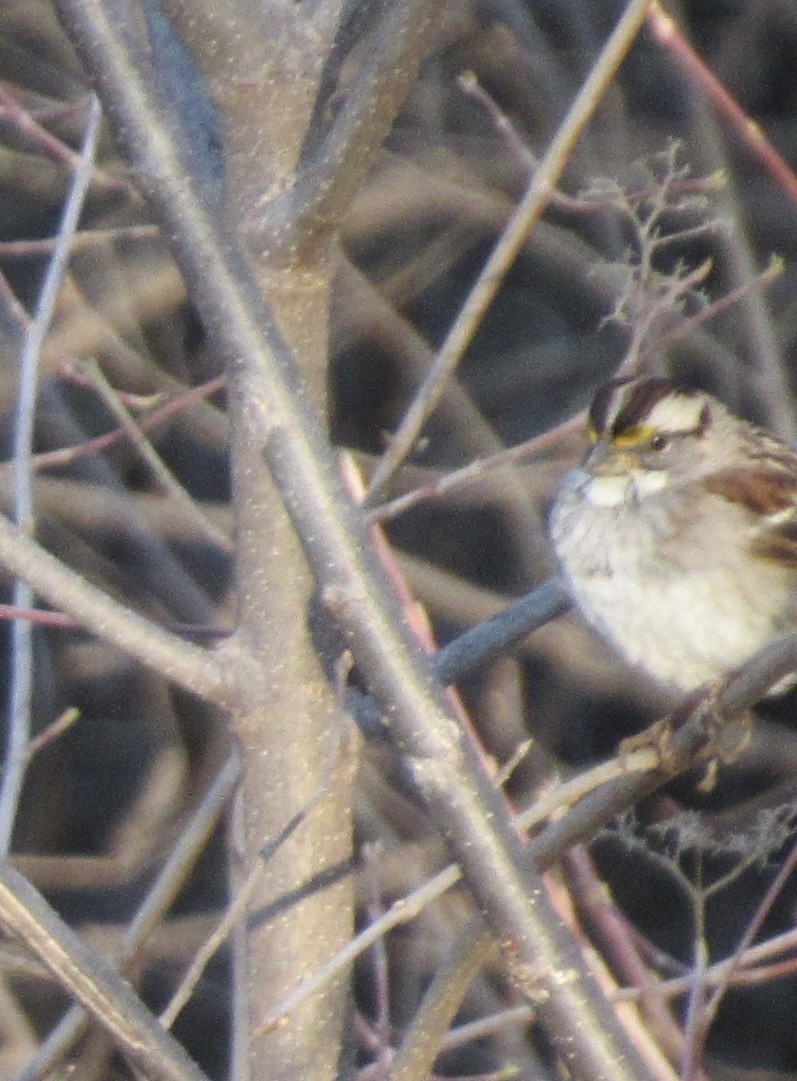 White-throated Sparrow - ML616067804
