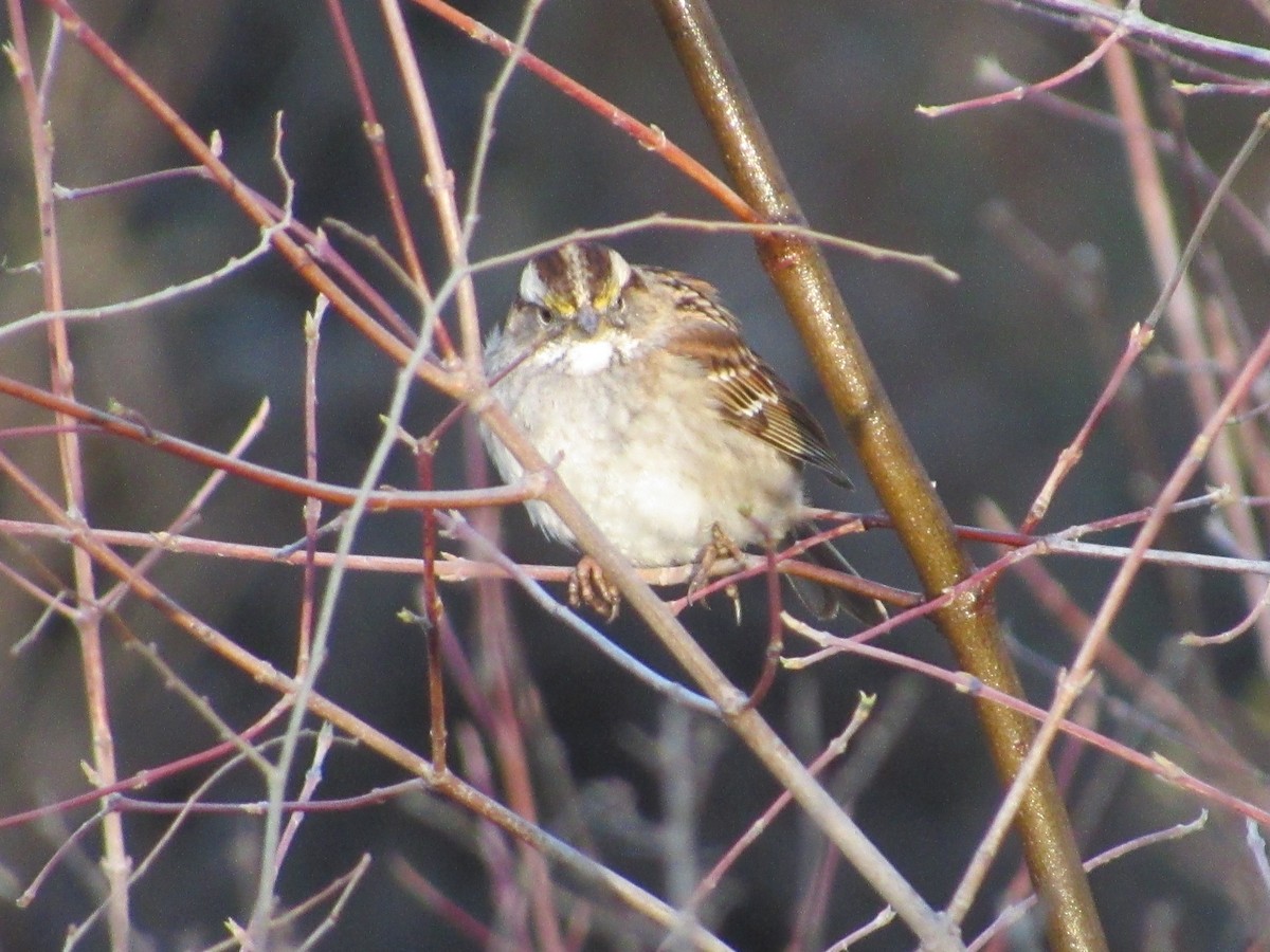White-throated Sparrow - ML616067806