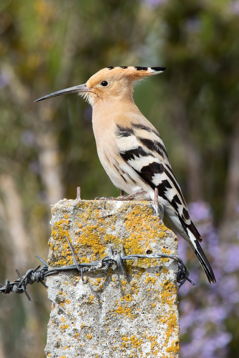 Eurasian Hoopoe - ML616067828