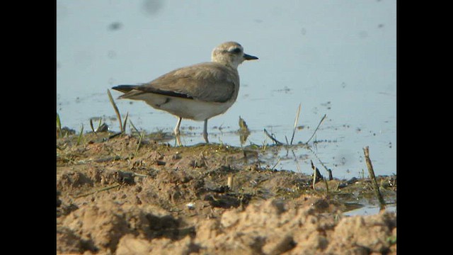 Caspian Plover - ML616067829