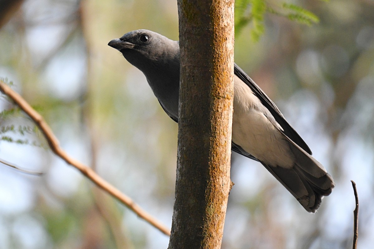 javalarveeter - ML616067845