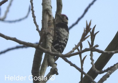 Lesser Spotted Woodpecker - Helder Costa