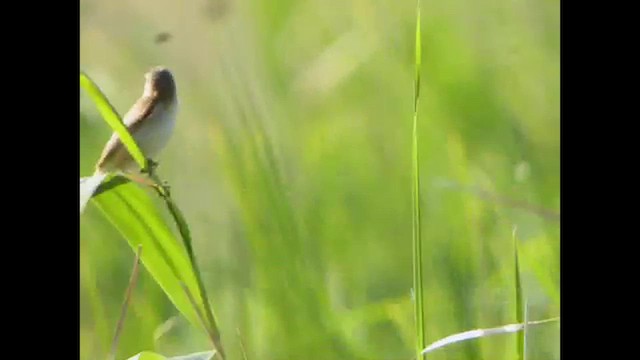 Paddyfield Warbler - ML616067999