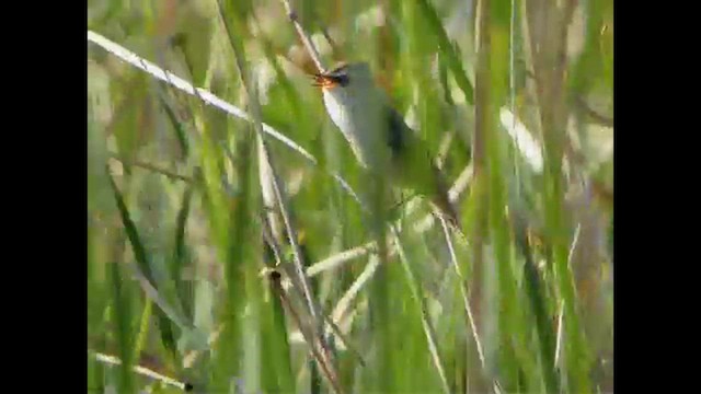 Paddyfield Warbler - ML616068000