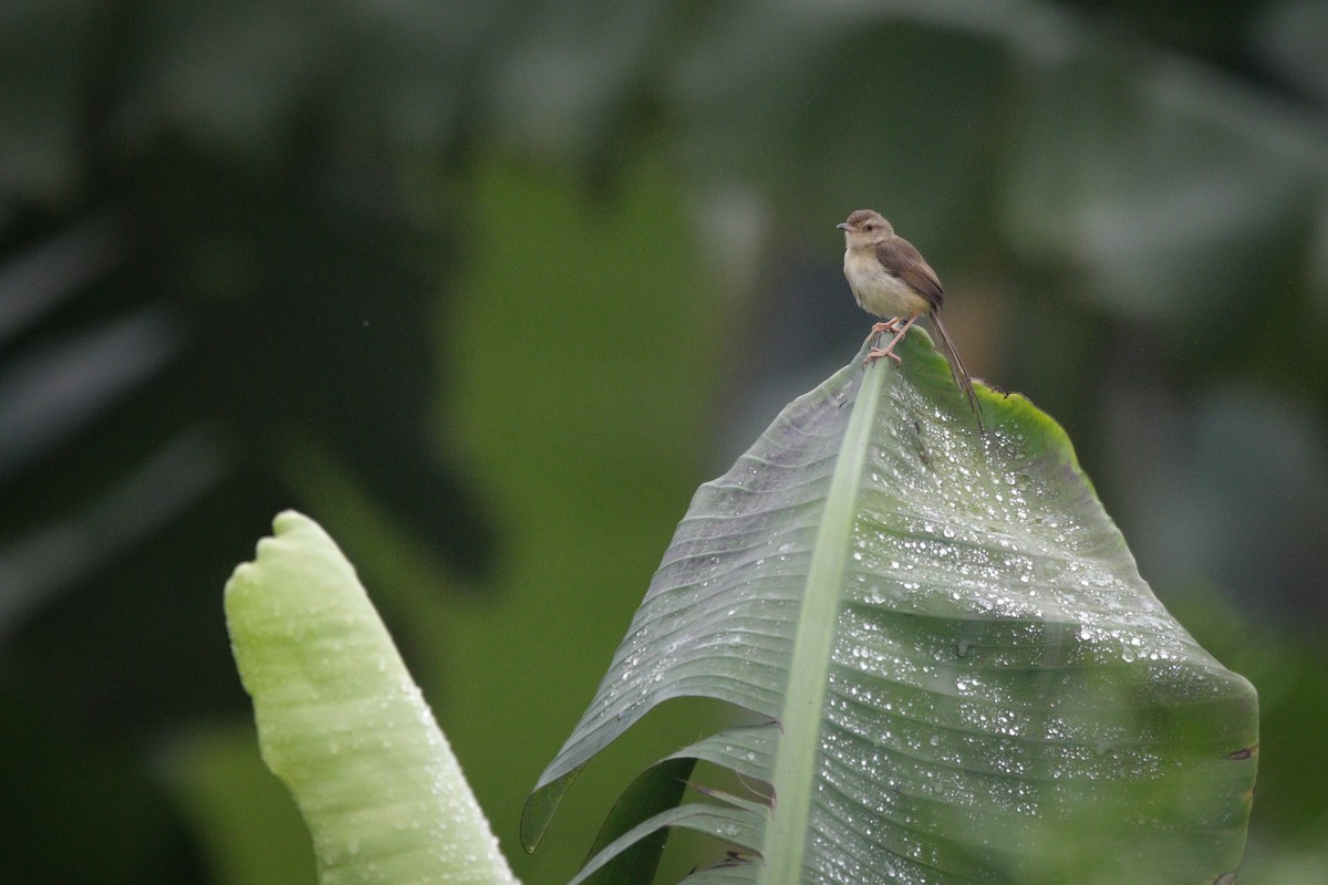 Plain Prinia - ML616068009