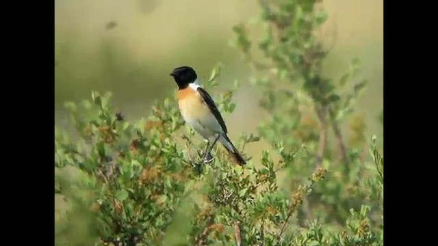 Siberian Stonechat (Siberian) - ML616068088