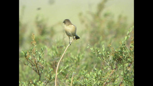 Siberian Stonechat (Siberian) - ML616068109