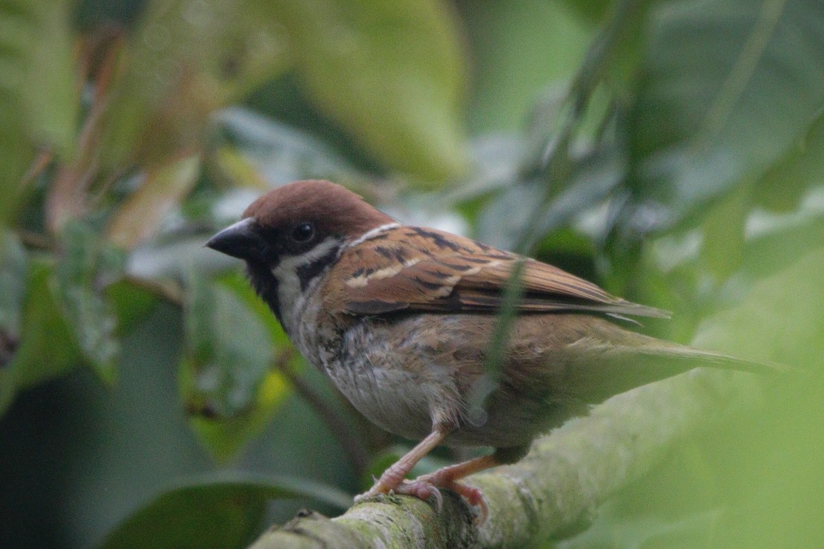 Eurasian Tree Sparrow - ML616068114