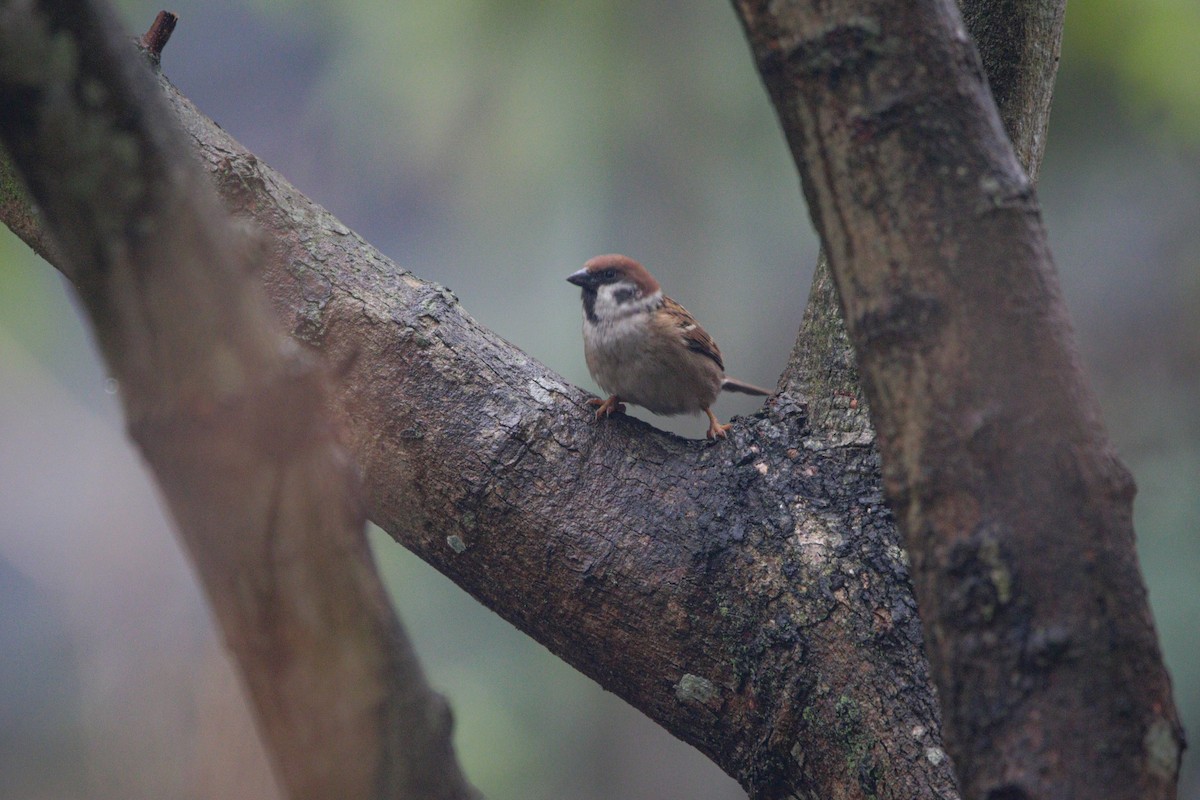 Eurasian Tree Sparrow - ML616068116