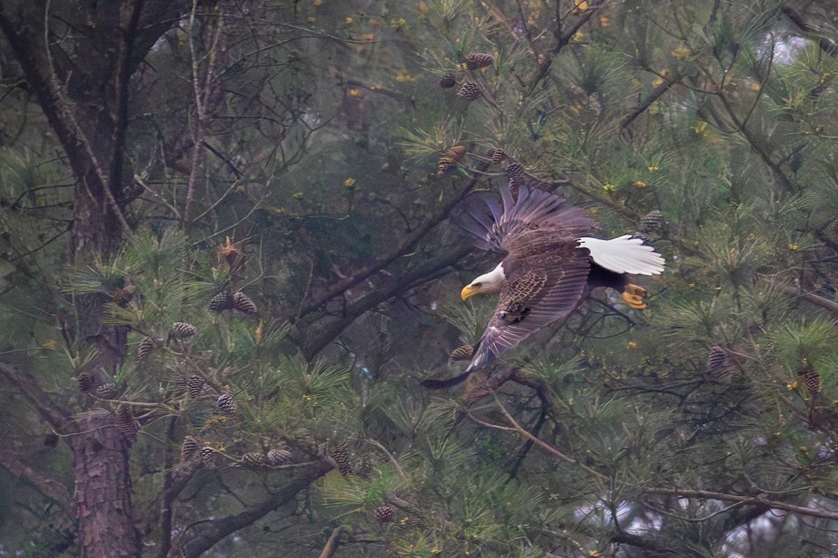 Weißkopf-Seeadler - ML616068117