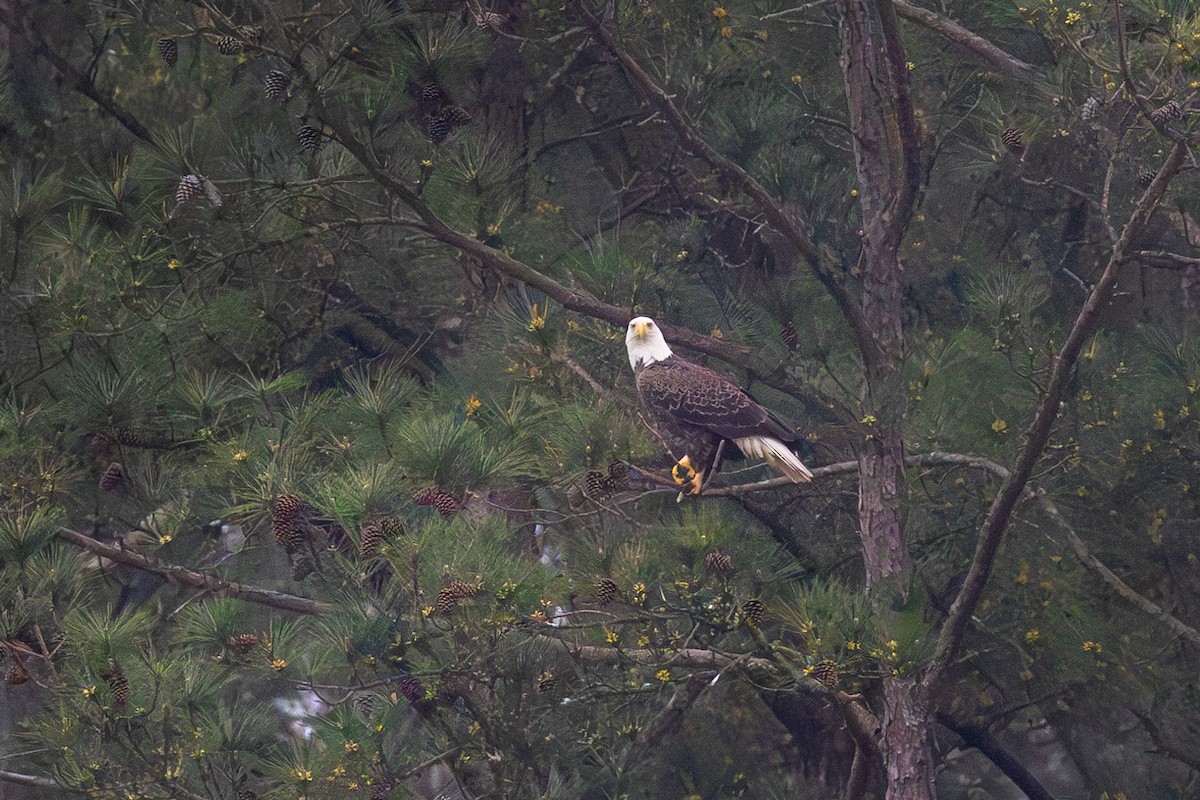 Weißkopf-Seeadler - ML616068119