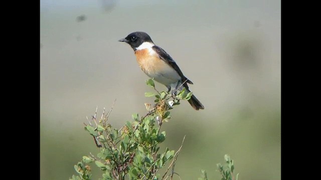 Siberian Stonechat (Siberian) - ML616068121