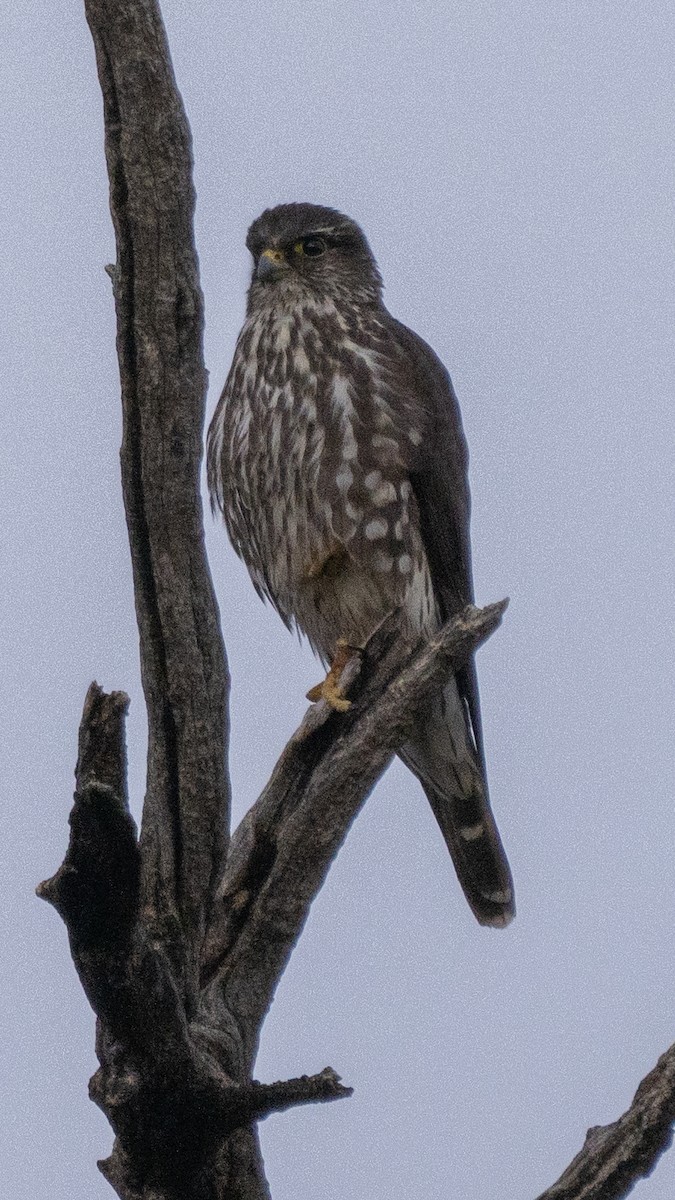 灰背隼 - ML616068129