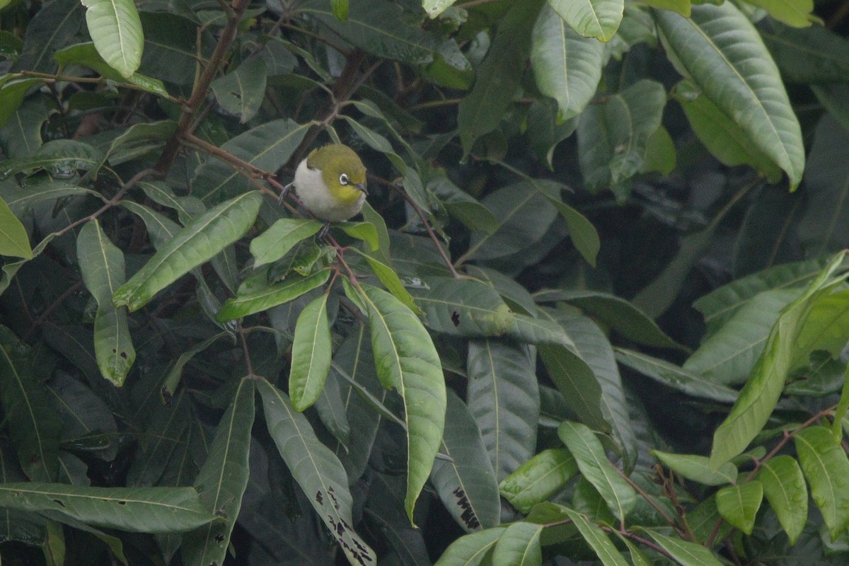 Swinhoe's White-eye - ML616068149