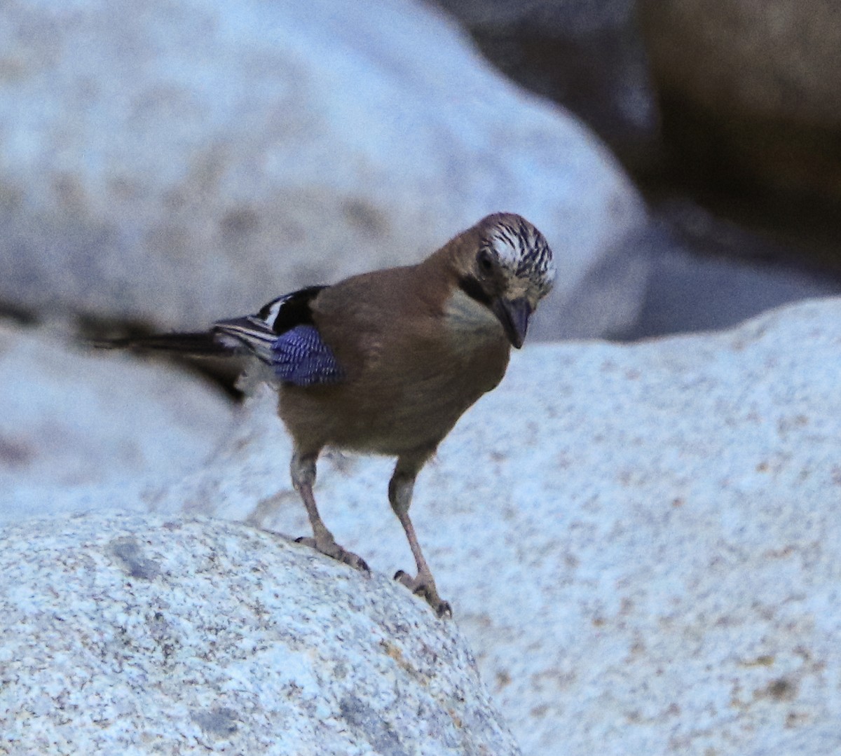 Eurasian Jay - ML616068168