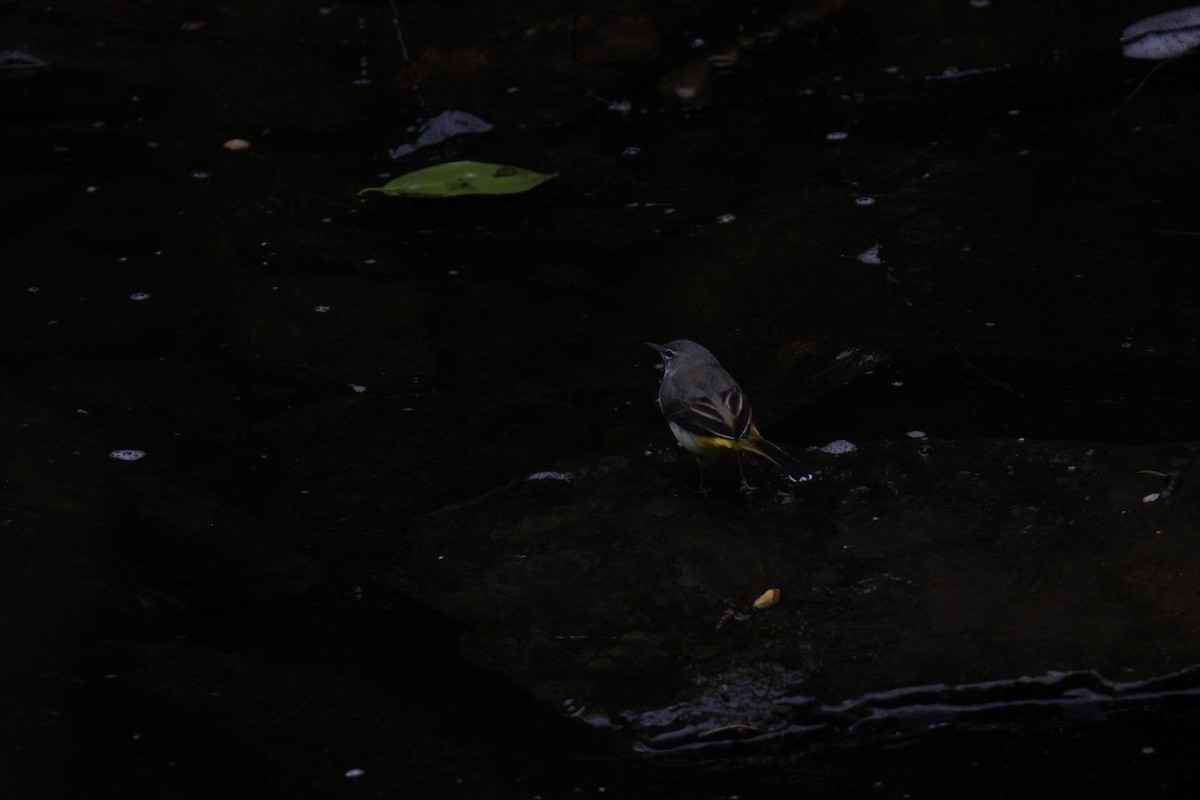 Gray Wagtail - ML616068176