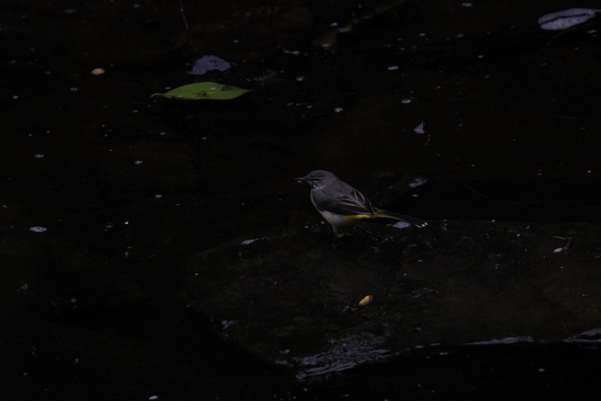 Gray Wagtail - ML616068177