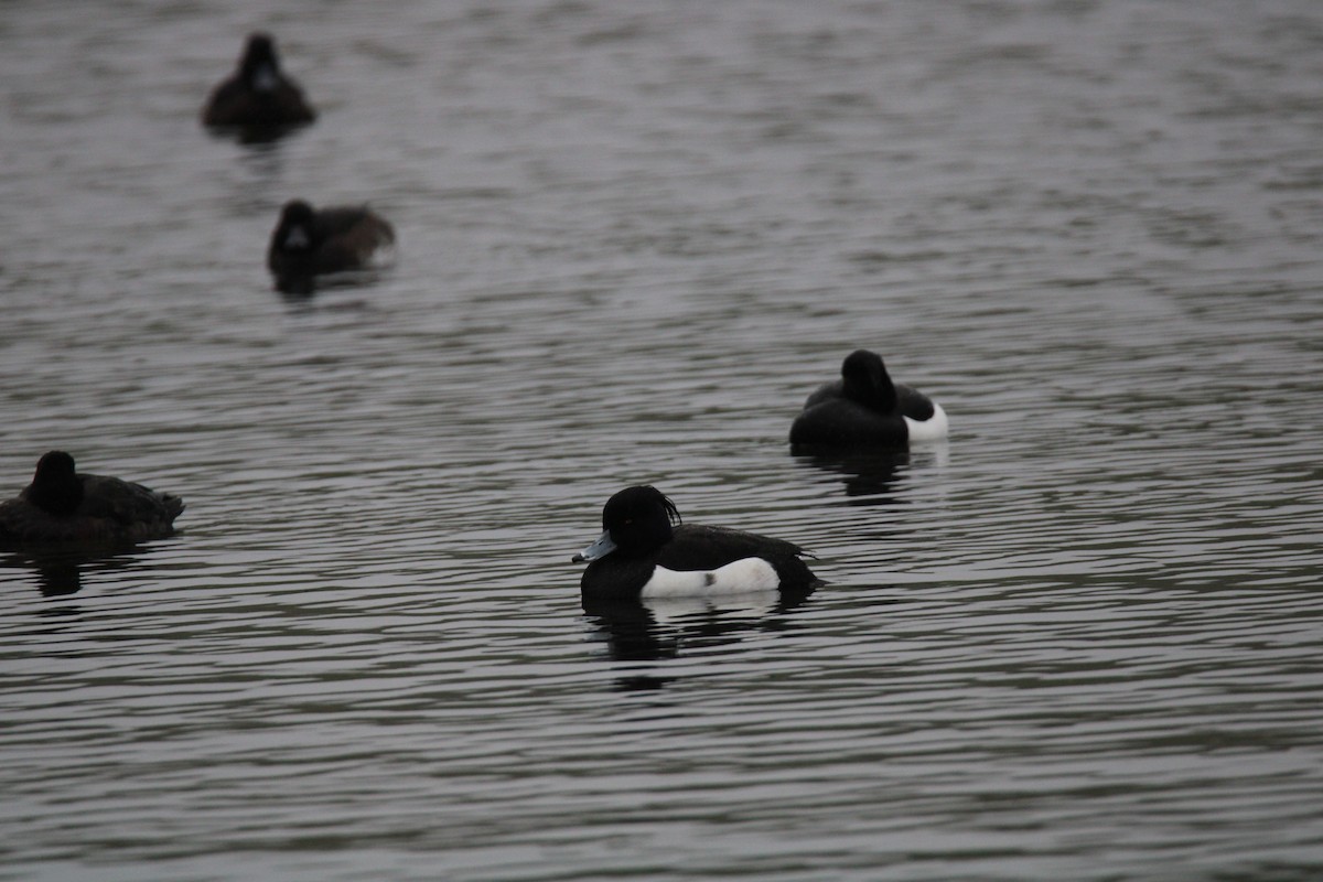 Tufted Duck - ML616068249