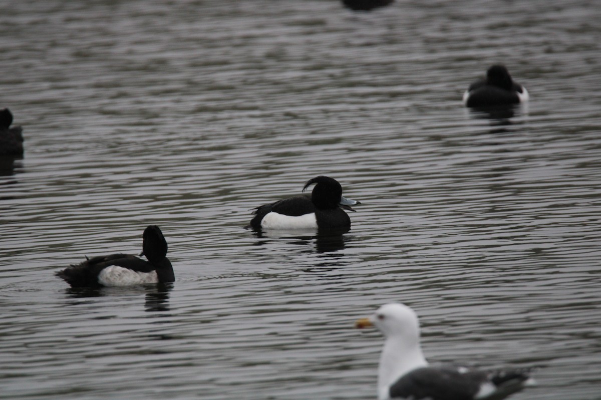 Tufted Duck - ML616068250