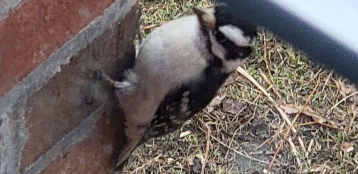 Downy Woodpecker - ML616068260