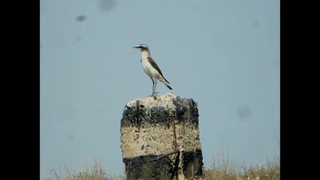 ハシグロヒタキ（oenanthe／libanotica） - ML616068267