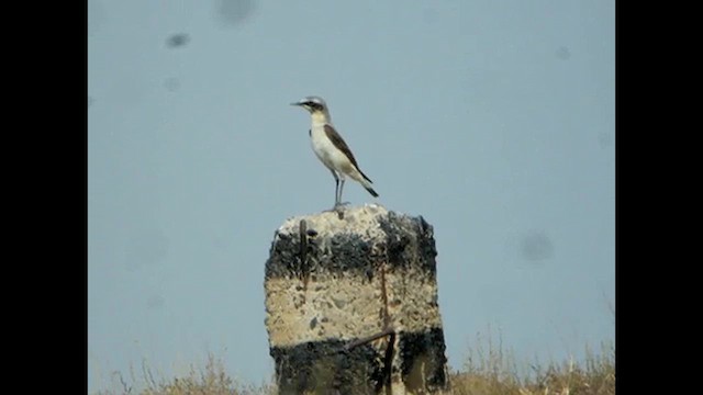 Northern Wheatear (Eurasian) - ML616068267