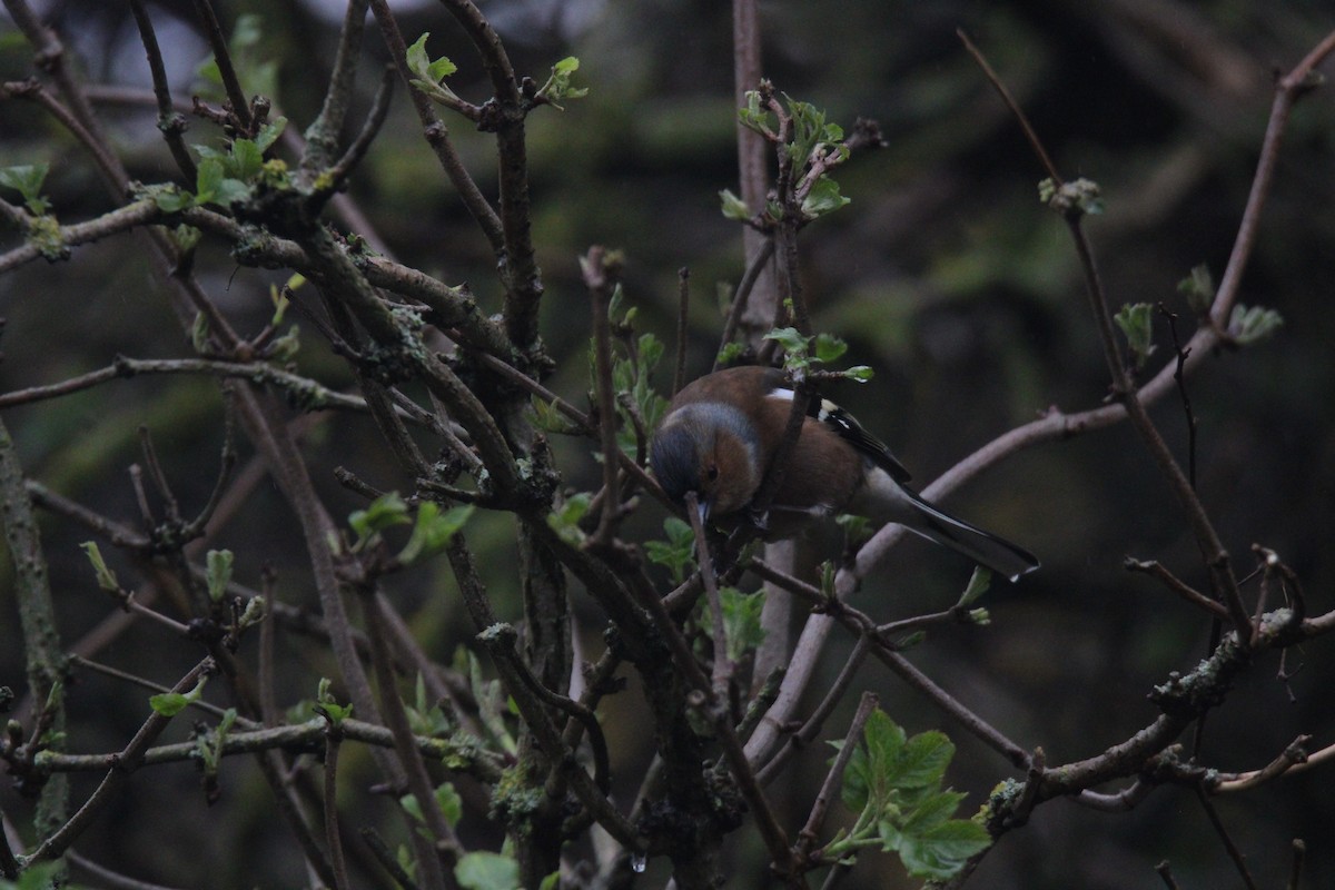 Common Chaffinch - ML616068270