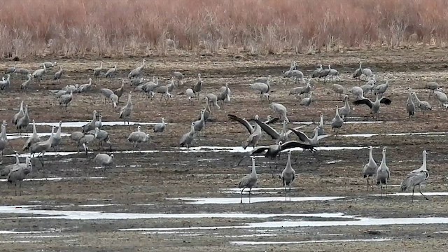 Sandhill Crane - ML616068273