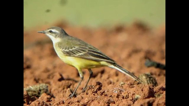 Western Yellow Wagtail (flava/beema) - ML616068278