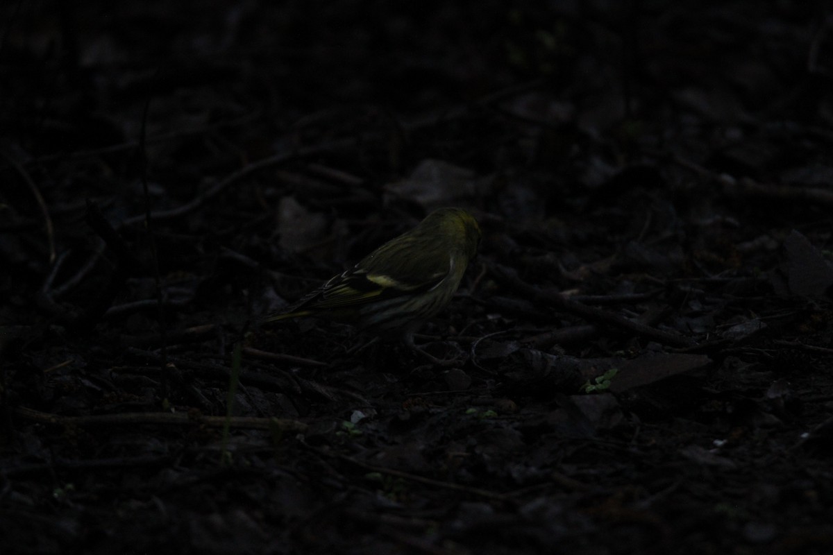 Eurasian Siskin - ML616068291