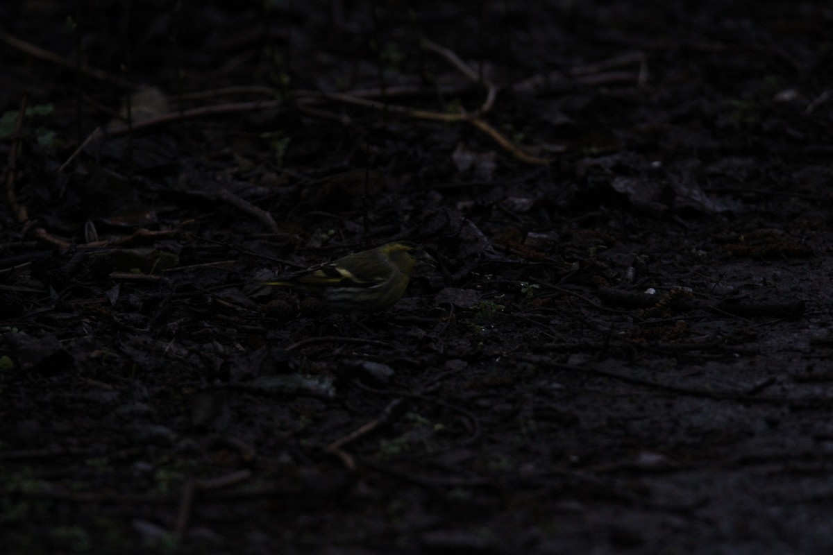 Eurasian Siskin - ML616068292