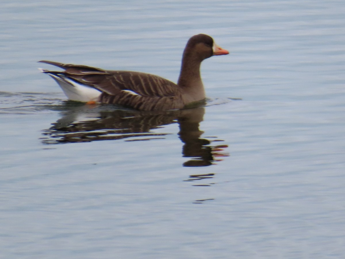 Greater White-fronted Goose - Michael Vermue