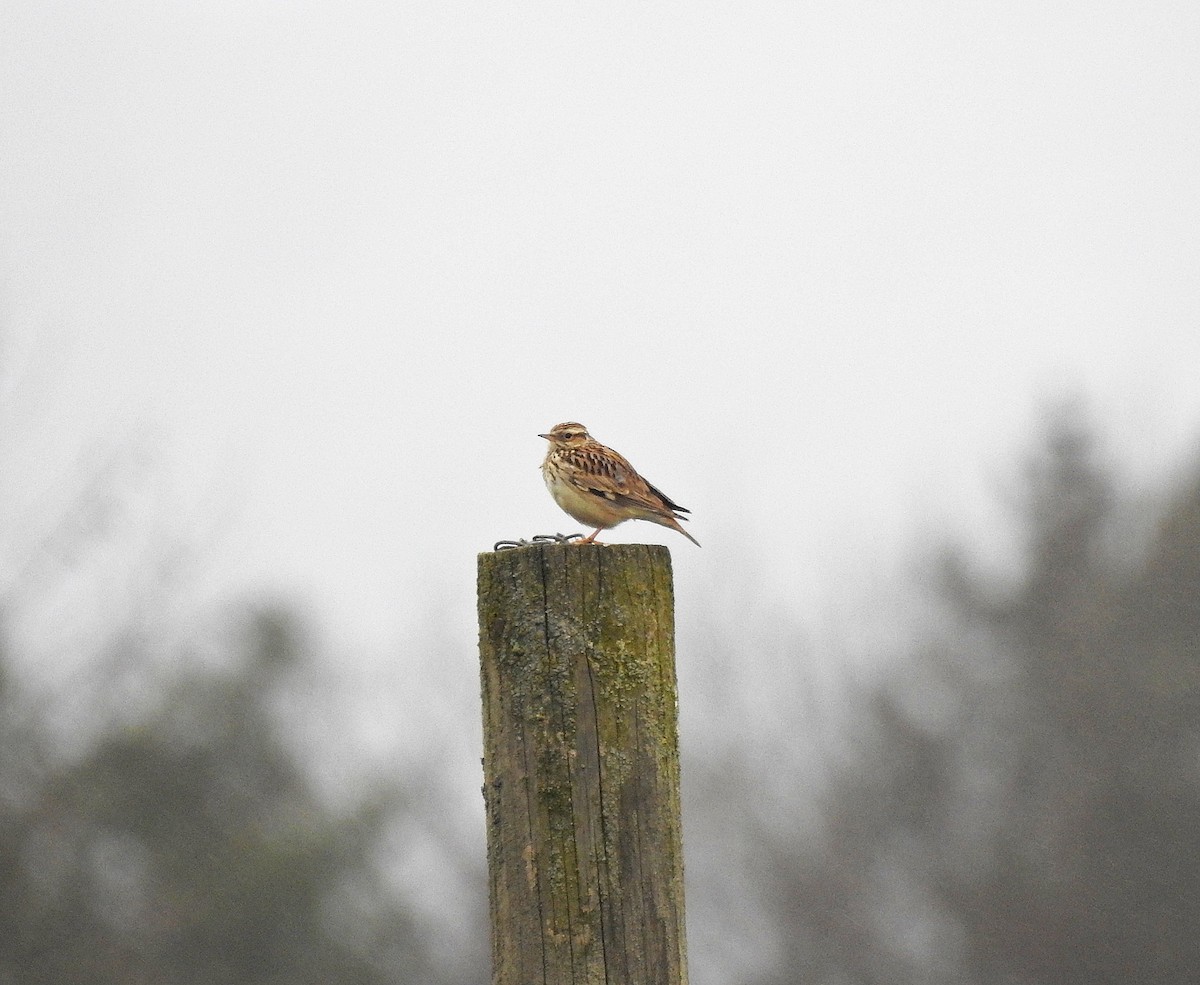 Wood Lark - ML616068325