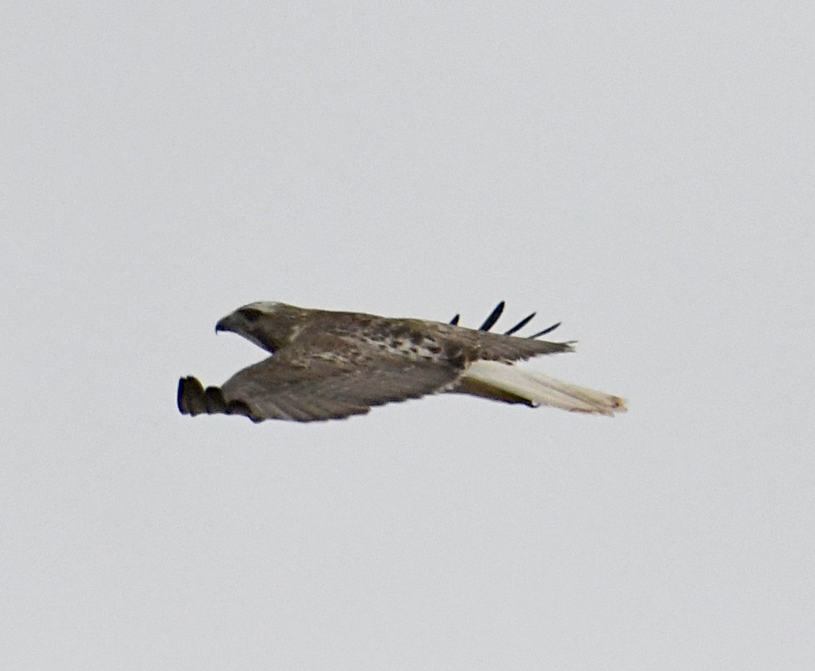 Red-tailed Hawk (borealis) - ML616068334