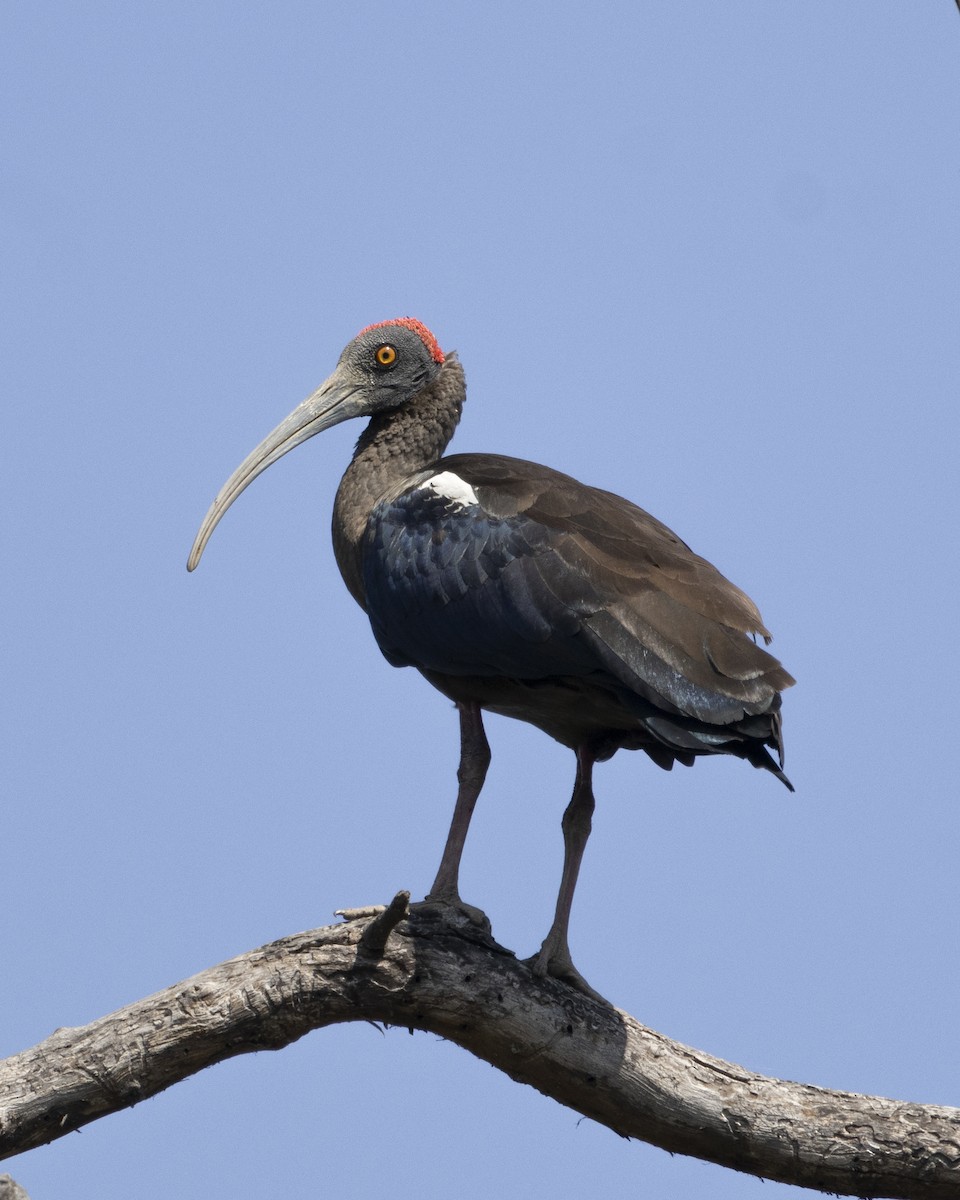 ibis bradavičnatý - ML616068337
