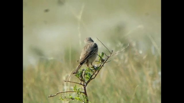 Tawny Pipit - ML616068354