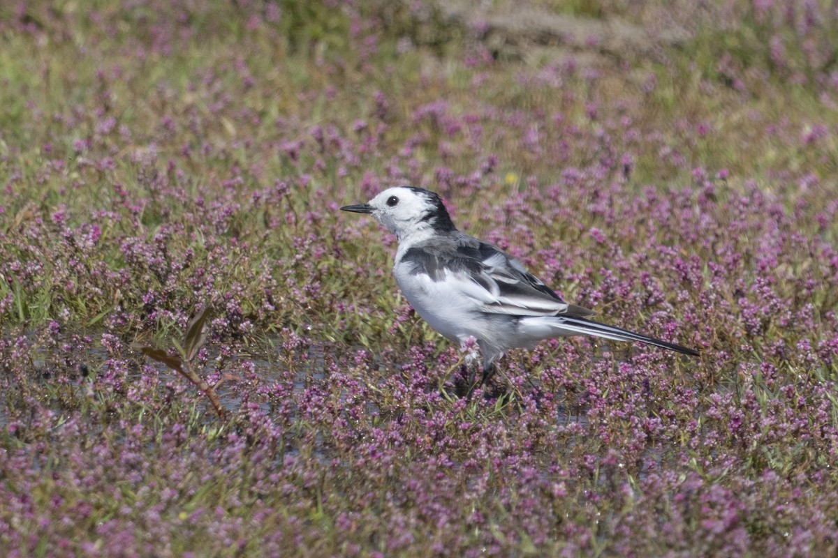 White Wagtail - Aarti Singh