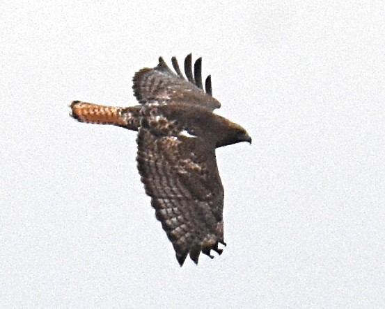 Red-tailed Hawk (abieticola) - ML616068363