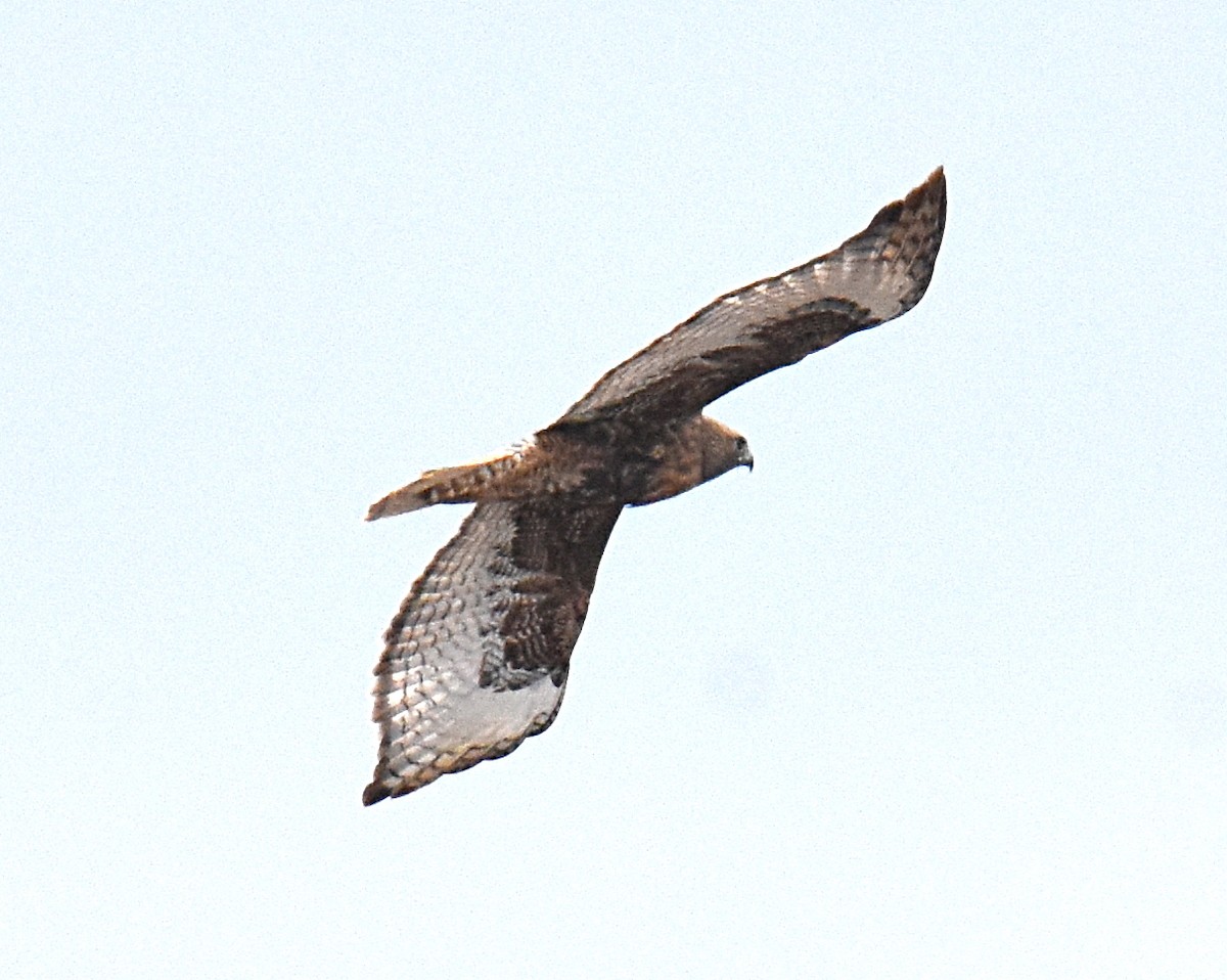 Red-tailed Hawk (abieticola) - ML616068364