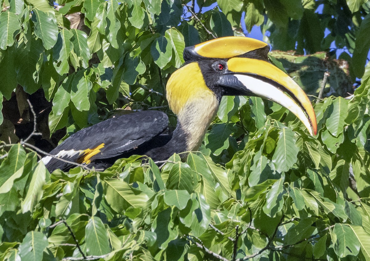 Great Hornbill - Iris Kilpatrick