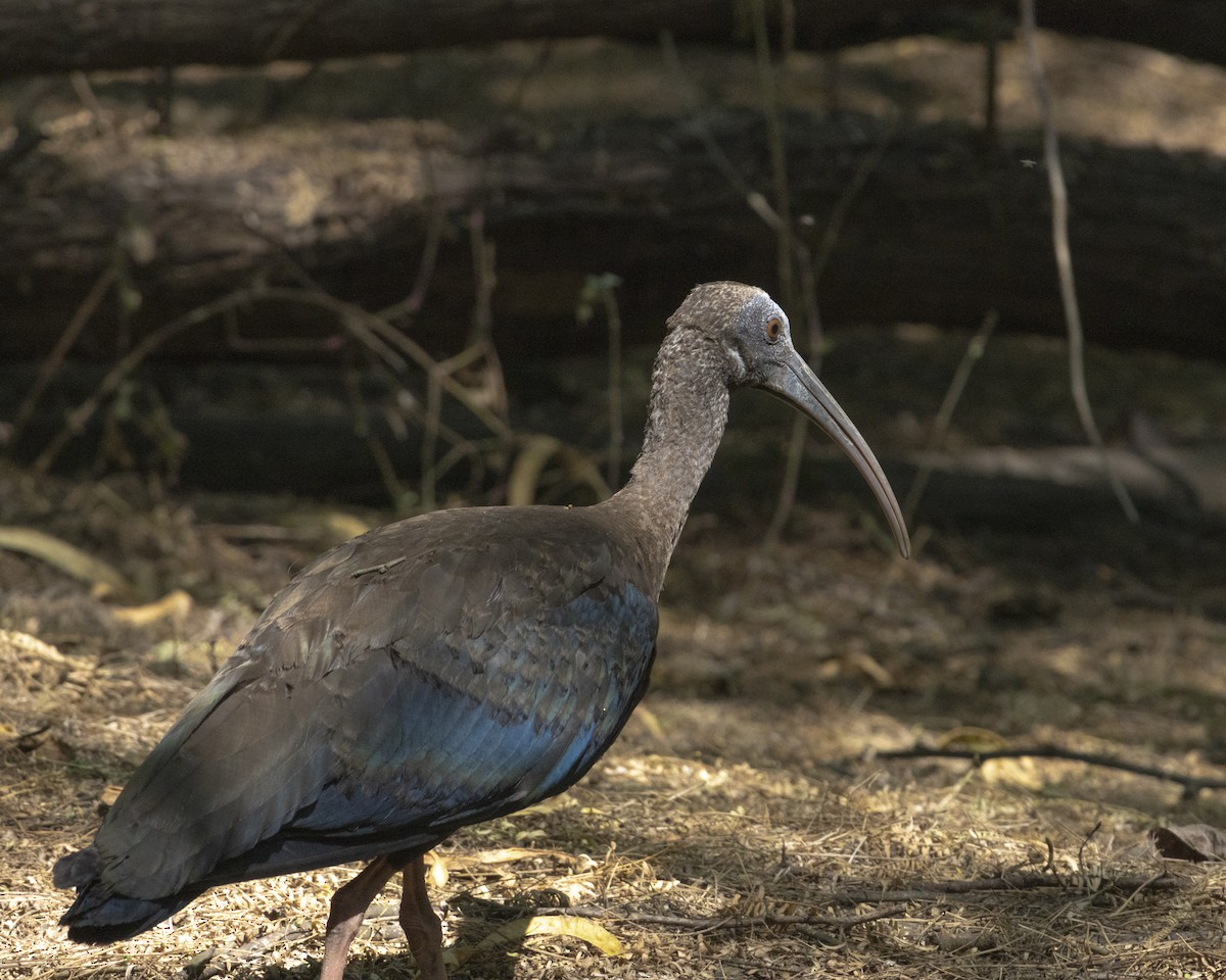 Red-naped Ibis - Aarti Singh