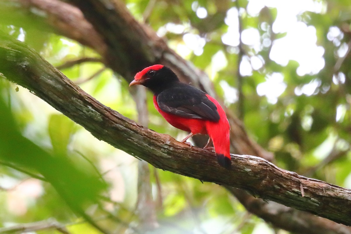 Black-necked Red-Cotinga - ML616068386