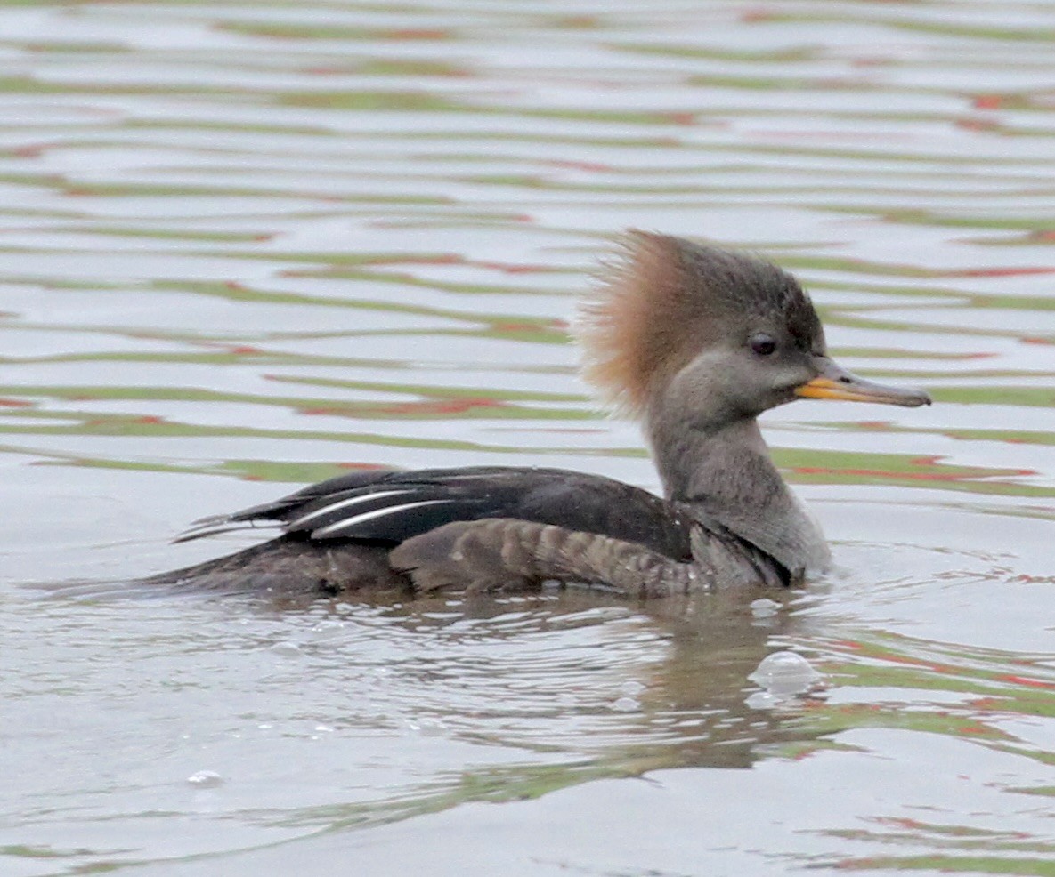 Hooded Merganser - ML616068393